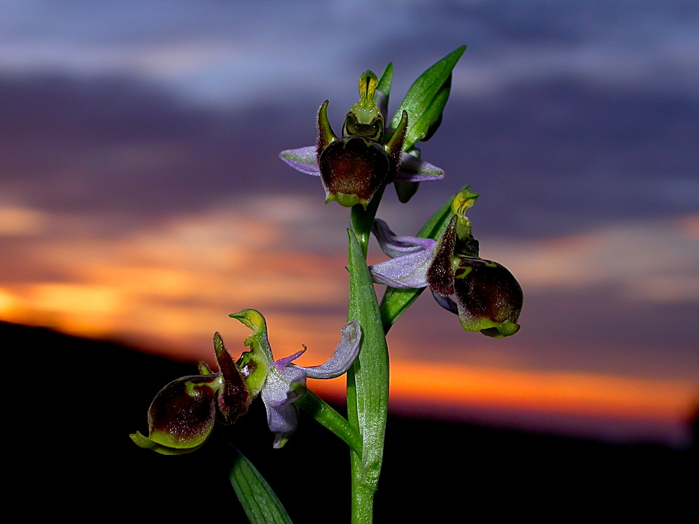 Ophrys picta